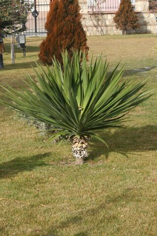 The Resilient Shrub: Nature's Green Guardian 🌿