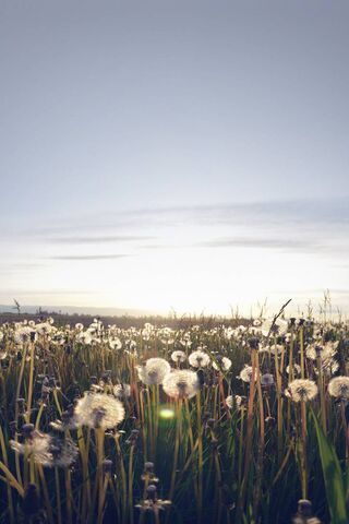 Whispers of the Wind: Dandelion Dreams 🌼✨