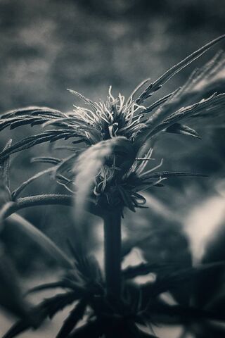 Nature's Green Wonder: The Cannabis Plant