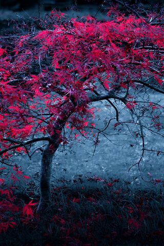 Crimson Whispers of Den..