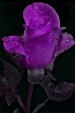 Mystical Elegance: The ..