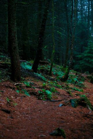 Doga: Nature's Tranquil Embrace 🌲✨