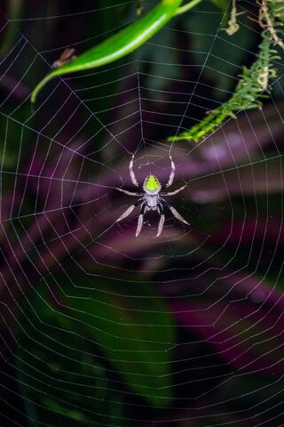 Nature's Little Genius: The Web Weaver 🕷️✨