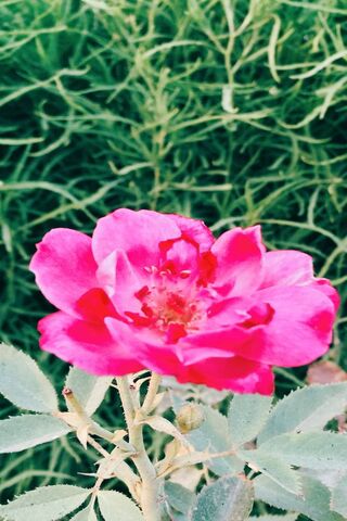 Blossoms of Vibrance 🌸