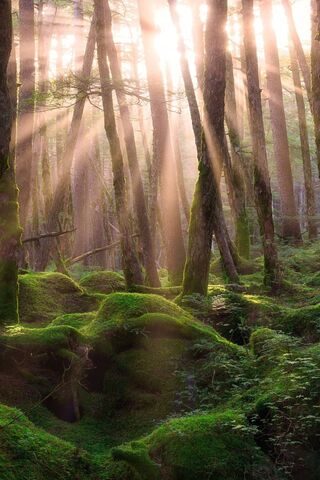 Whispers of the Enchanted Forest 🌲✨