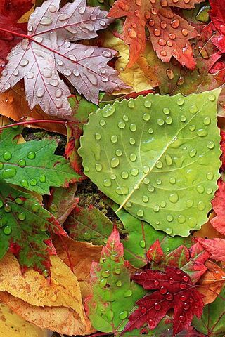 Nature's Colorful Canva..