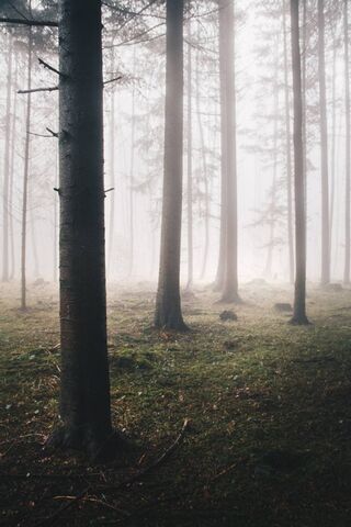 Whispers of the Bosque 🌲✨