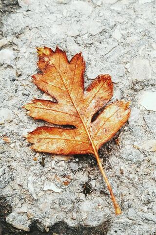 Autumn's Last Whisper 🍂