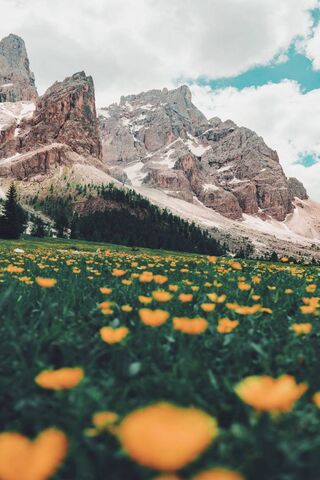 Blooming Beauty of the Spring Mountains 🌼🏔️