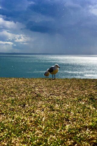 Calm Seagull