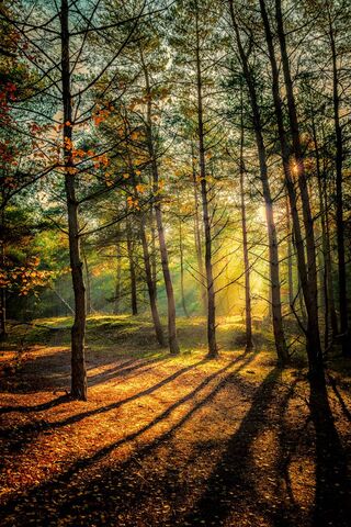 Golden Glow of Autumn