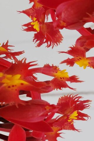 Flowering Reds