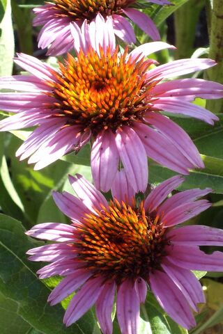 Blooming Beauty: A Close-Up of Nature's Artistry 🌸✨