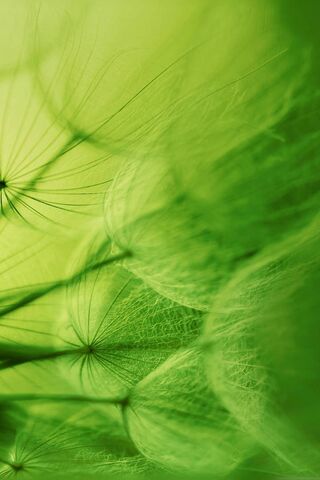 Nature's Whisper: The Xperia Z2 Experience 🌿✨
