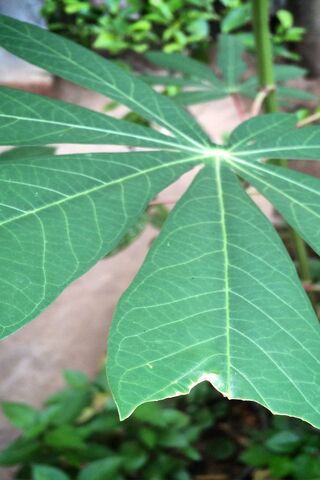 Leaf By Rifki Subhan