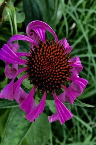 Vibrant Elegance of Nature 🌸✨