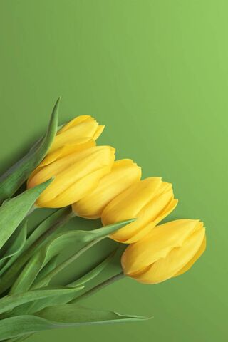 Yellow Tulips 4k