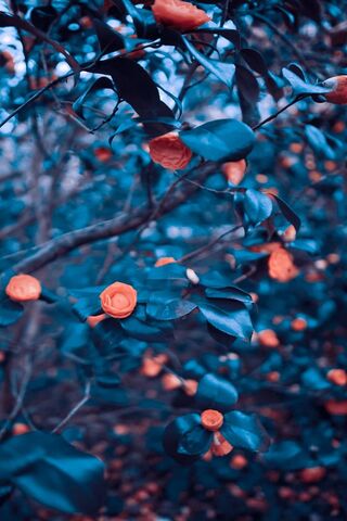 Sweet Tree