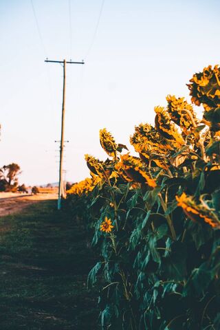 Golden Pathway: The Sunflower Trail 🌻✨