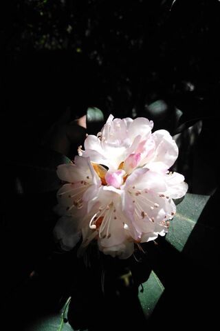 Blooming Brilliance: Nature's Spotlight 🌸✨