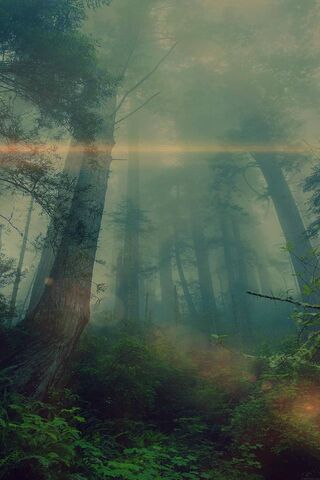 雾在森林里