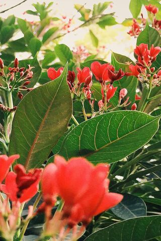 Blossoms of Serenity 🌺🍃