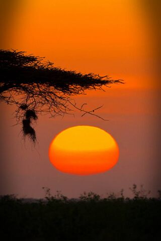 Golden Horizon: Nature's Evening Canvas