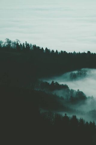 Enchanted Mist: A Journey Through the Foggy Forest 🌲🌫️