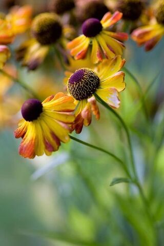 Spring Flowers