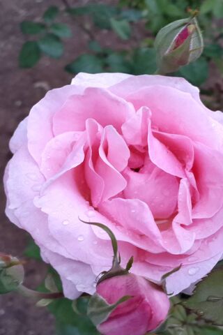 Blushing Beauty: The Pink Rose 🌹✨
