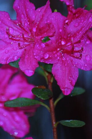 Petals of Resilience: A Bloom After the Storm 🌧️🌸