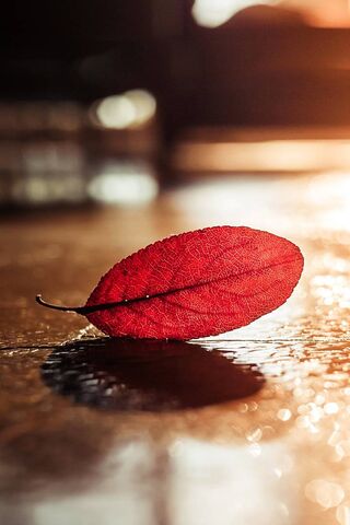 Autumn's Touch: A Leaf's Journey 🍂