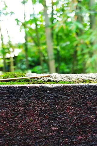 Whispers of Nature: A Soft Focus