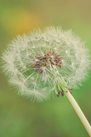 Whispers of Dreams 🌬️✨