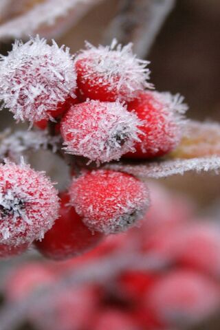 Frosty Delights: A Close-Up of Snow Berries ❄️🍒