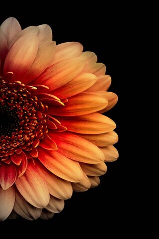Radiant Gerbera: Nature's Cheerful Blossom 🌼✨