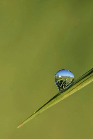 A Drop Of Dew