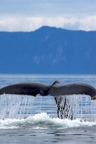 Majestic Dive: The Grace of the Whale 🐋🌊