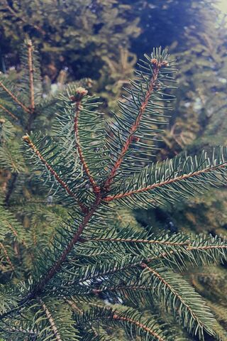 Nature's Evergreen Embrace 🌲✨