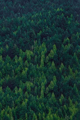 Whispers of the Pinetre..