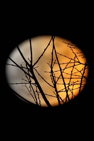 Whispers of the Golden Moon