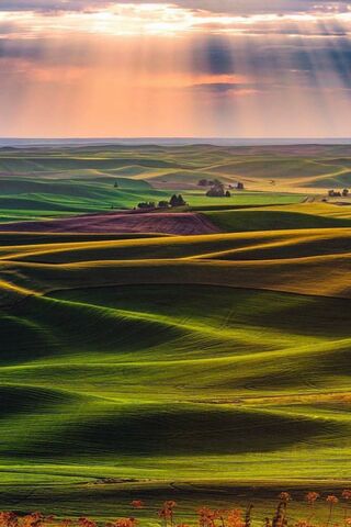 Serenity in the Green Waves 🌾✨