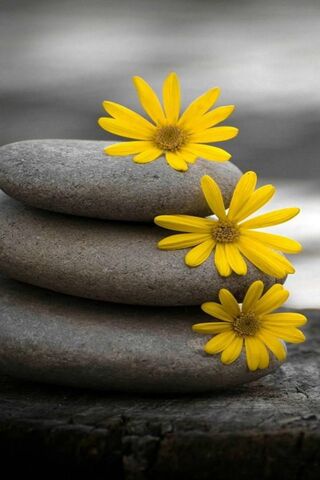 Nature's Harmony: A Touch of Raw Beauty 🌼🪨