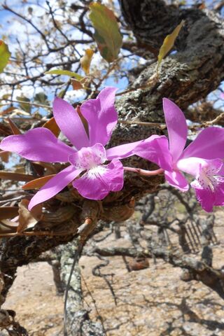 Lirio: Nature's Vibrant Jewel 🌸✨