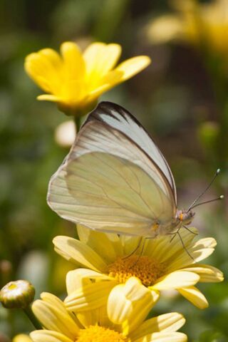 Whispers of Spring: The..
