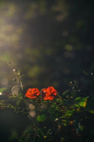Awakening Blooms: The M..