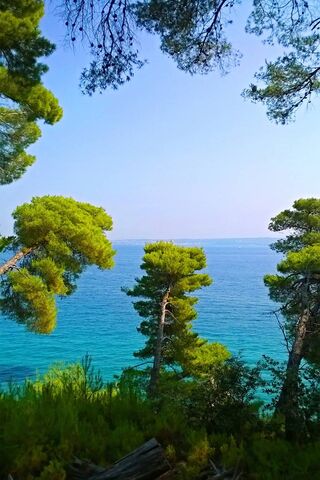 Serenity by the Adriatic: Croatian Pines 🌊🌲