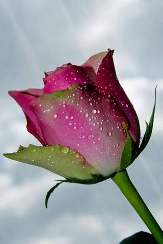 Blushing Beauty: The El..