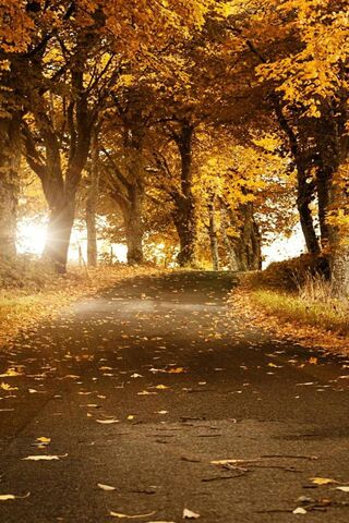 Autumn Serenity 🌳🍂