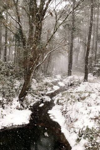 Winter Wonderland: A Snowy Forest Escape ❄️🌲